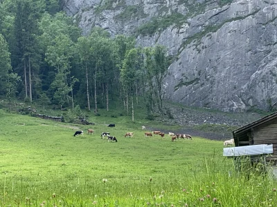 rozbojnikalibaba - @rozbojnikalibaba: szwajcarskie krowy xd: