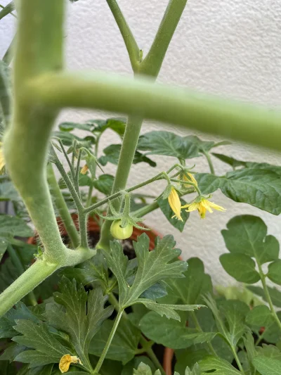 zarzka - Pierwszy wyhodowany pomidor na balkonie - szkoda będzie jeść :) #ogrodnictwo...