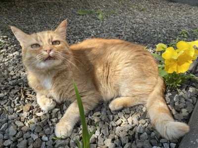 SosPomidorowy - Macie nieudane fotki kota który nie chciał pozować dzisiaj