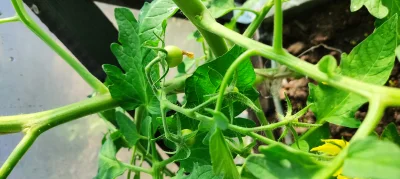 Hararr - Pierwsze pomidory już rosną :D

#ogrodnictwo #pomidory