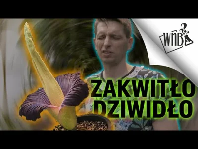 LM317K - Dziwidło zakwitło! Szybko trzeba zrobić film, ale ujęć z kwitnięcia nie ma, ...