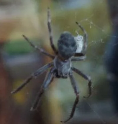 chlodna_kalkulacja - Taki pajączek zamieszkał tuż przed domem. Co to za gatunek? Ma r...