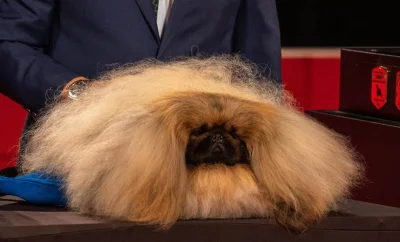 r__k - Ten pies wygrał Westminster Dog Show w USA. Mimo klimatyzacji, umieszczono go ...