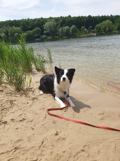 razzQ699 - #pies #pokazpsa #woda

Plażing.