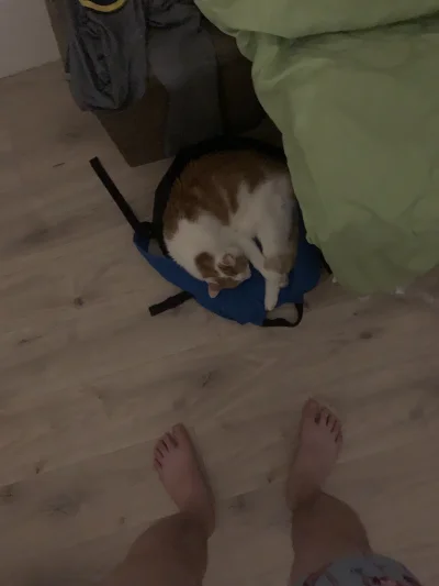 D.....j - Kot se spi na plecaku elo