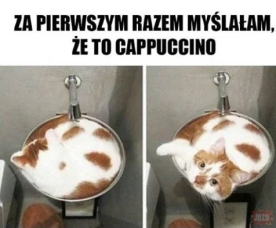 Kalafjoreg - Poproszę jedno Kottocino #koty #kitku #heheszki #dzidowiecnawykopie