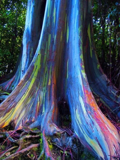 Borealny - Kora Eukaliptusa Tęczowego
#drzewa #natura #rosliny #fotografia #ciekawost...