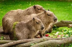 mors25 - Niezłe wariaty z tych naukowców, kto sprawdza nadciekłość na kapibarach? ( ͡...