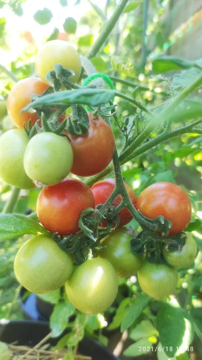 pablo397 - Jak tam pomidorowe świry, u mnie już są okazy ( ͡° ͜ʖ ͡°)

#ogrodnictwo #p...