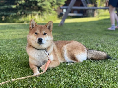 Fatso - #shibawykopclub #shiba #piesel Ksiezniczka w gorach