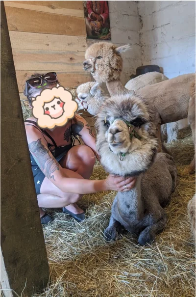 Zkropkao_Na - #niebieskiepaski zabrał mnie dziś na głaskanie alpaczek.
Jakby ktoś z ...