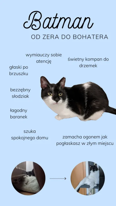 voliereen - W gąszczu wpisów o meczu mam dla was infografikę o kocie, który jest u mn...