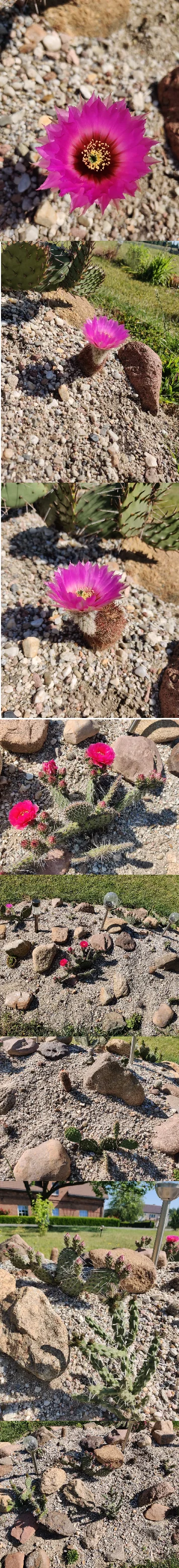 Lukardio - Moj ogródek kaktusowy
już 3 sezon

kwitnie Echinocereus baileyi i Opunt...