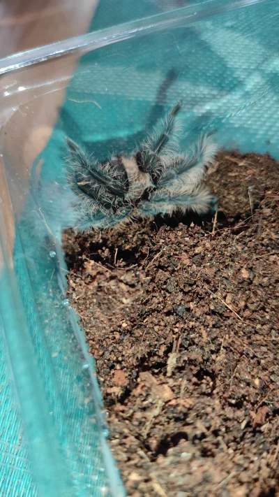 Anty_Chryst - Dobra, kupiłem pierwszego pajuna, a mianowicie brachypelma albopilosum
...