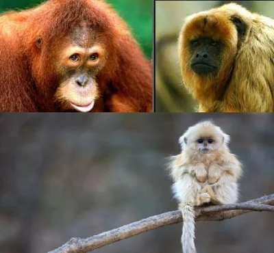 DonMirabello - > A widziałeś białe, żółte lub czerwone małpy?

@wesolymaruda: Zdarz...