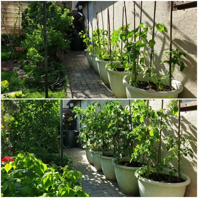 dziczku - #ogrod #ogrodnictwo

Tomatillos 15 maja i dzisiaj, 20 czerwca.