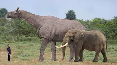 orkako - @orkako: Porównanie wielkości ze słoniem afrykańskim i człowiekiem