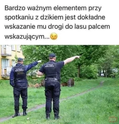 krecik0724 - #heheszki #policja #protip #zwierzaczki