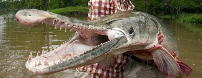 cerbera - @R2D2zSosnowca: co do potworow to aligator gary trafiaja sie w lake champla...