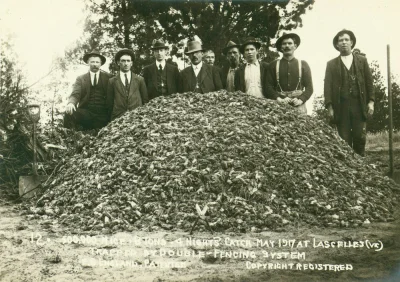 myrmekochoria - 500 000 myszy złapanych w Lascelles, Victoria, Australia 1917. Nie pi...