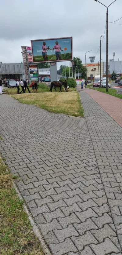 lorkije - Moje miasto takie piękne, na koniu na zakończenie roku XDD #heheszki #humor...