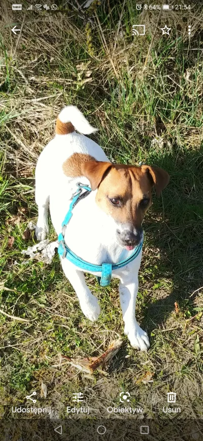 m0rgi - > Kundel za friko z olx ale wygląda identycznie jak jack russell
@suqmadiq2am...