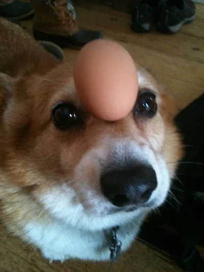 LubiePieski - pies z jajkiem na głowie