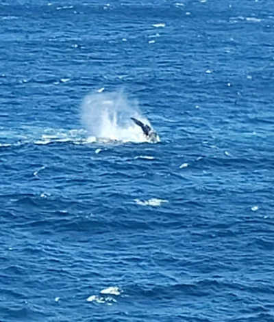 r.....d - A wczoraj było duzo wielorybów