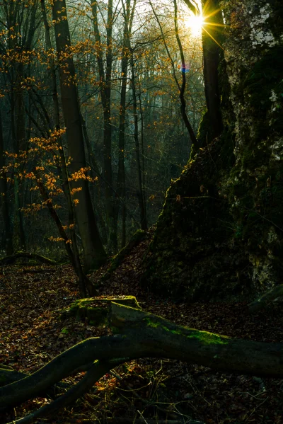 Monochrome_Man - Jesienny las w Ojcowie

#dailymonochrom
#fotografia #earthporn