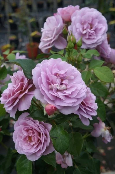 ciemnienie - Róża Lady Perfume o niespotykanych jasnofioletowych, intensywnie pachnąc...