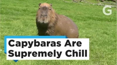 KapiBara1337 - #kapibara