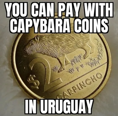 KapiBara1337 - #kapibara #gruparatowaniapoziomu #ciekawostki #urugwaj