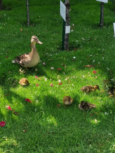nobody_here - Spotkałem gang kaczek w parku #pokazkaczke #kaczka