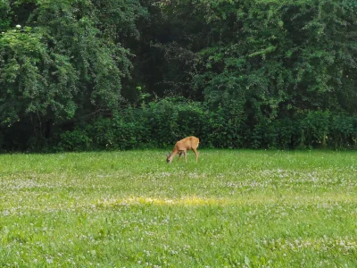 hrumque - To nie zoo, po prostu w parku na #bolko się pasą jak chcą pomimo niedzielny...