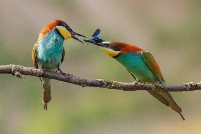 Songo-KU - #ciekwaostki #ptaki #ornitologia #fotografia #natura nawiązaniu do niedawn...