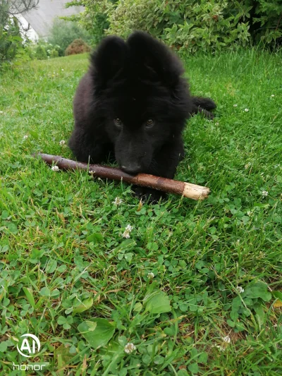 Dezajer - Kiedyś pytałem o porady dot. psa - bo nigdy nie miałem, trochę się bałem......