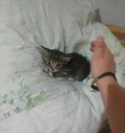 Wamp0302 - @zwierzetasaspoko: pozdro wariacie, ja też 5 dni temu adoptowałem kotka i ...