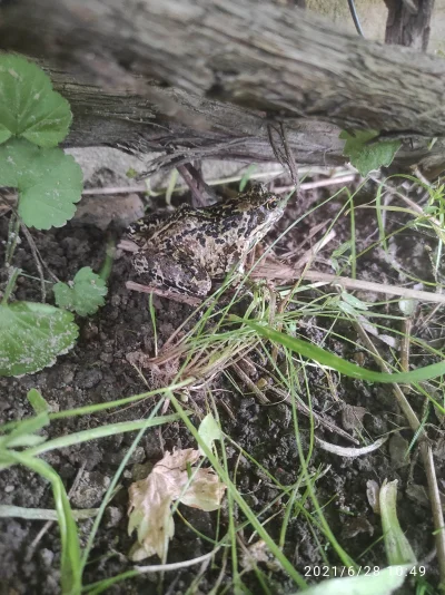 pablo397 - Gość w ogrodzie - pan żaba.

#ogrodnictwo #zwierzaczki #zaba #plazy