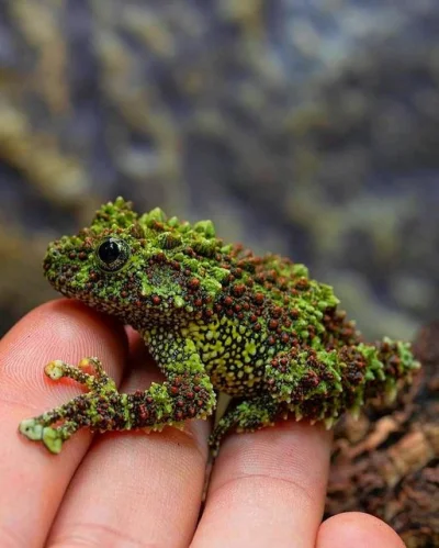 Lifelike - Żaba omszona (Theloderma corticale)
Autor
#photoexplorer #biologia #plaz...