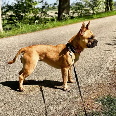 matra - Donoszę, że pieski oprócz nosa mają też ogonki, szok! (｡◕‿‿◕｡)