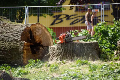 Pituch - Faktycznie zdrowe drzewo bez rdzenia, które utrzymuje drzewo w pionie...