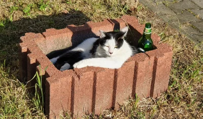 krzysiekw - Dzisiaj u mnie na osiedlu, ciekawe kto mu kupił to piwo
#heheszki #koty ...