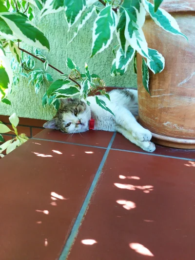 Rruuddaa - Ciepełko dzisiaj. Kotek zaleca schować się w cieniu 
#slodkiekotki #pokazk...