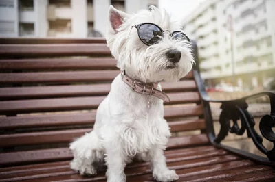 L.....r - Rozkoszności (｡◕‿‿◕｡)
#westie #psy #smiesznypiesek