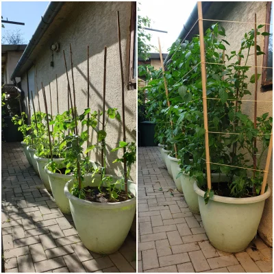 dziczku - #ogrodnictwo #ogrod

Tomatillo 12 maja i 1 czerwca. Dzisiaj musiałem dodać ...