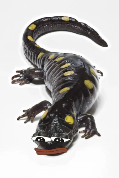 Miras_wykopek - Mircy, salamandry plamiste to największe przegrywy wśród zwierząt (ni...