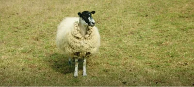 Sierzant_Cruchot - @lunettes: S1e6 scena w 27 minucie:

to ta owca: