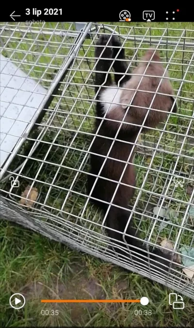 PachneImbirem - Udało się! Nie mam zdjęć, tylko filmy. Złapała się na wędzona makrele...