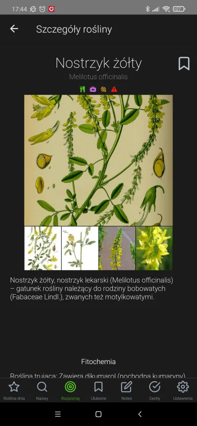 Raek - @gobi12: apka Atlas roślin pokazuje że to nostrzyk żółty