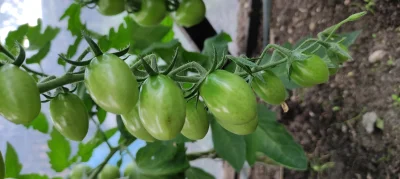 Hararr - Czy ta mała kropka na pomidorze oznacza początek jakiejs choroby?
#pomidory